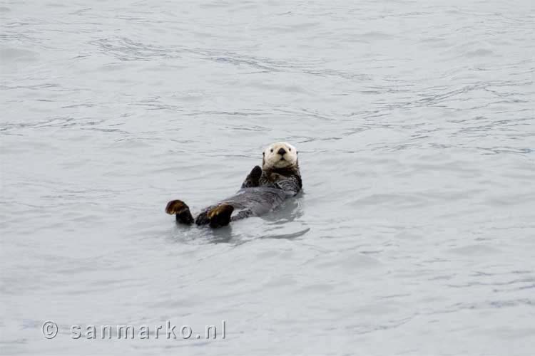 Een van de vele zeeotters in Prince William Sound in Alaska