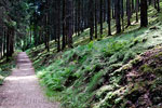 Het wandelpad door het dennenbos bij Lesse in de Ardennen