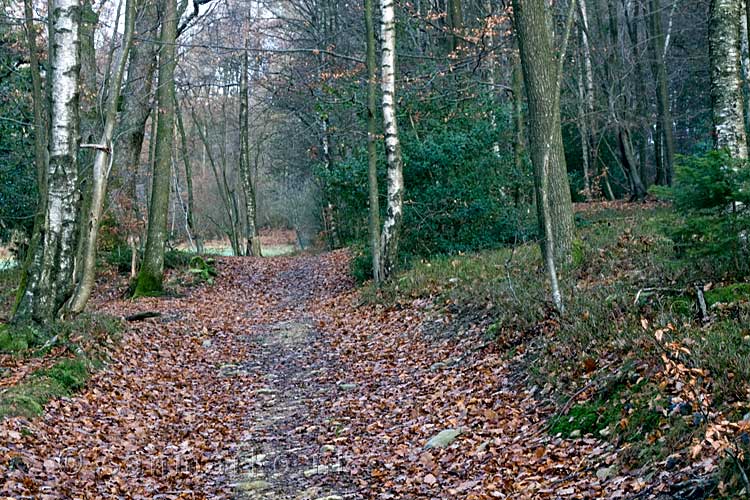 Het wandelpad door de bossen rondom Harre in de Ardennen