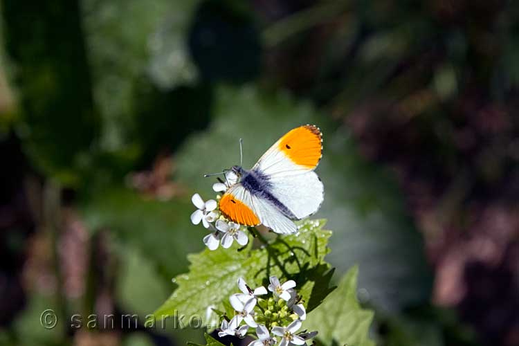 Een mooie vlinder langs het wandelpad tussen La Roche-en-Ardenne en Samrée