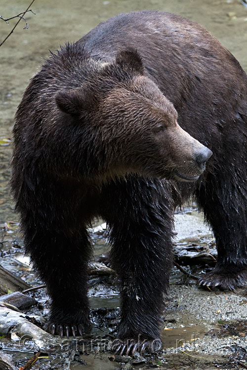 Een mooie close up foto van een mannetjes grizzly beer in de Bute Inlet