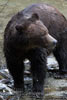 Een mooie close up foto van een mannetjes grizzly beer in de Bute Inlet