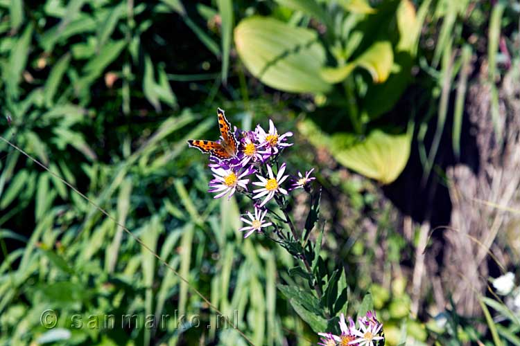 Een vlinder op de bloeiende bloemen langs het wandelpad naar Kaslo Lake