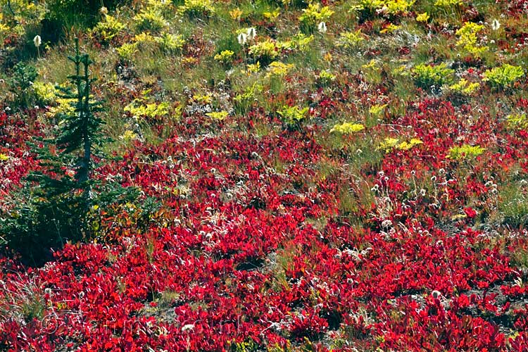 Door de zon mooie rode herfst kleuren langs de Heather Trail
