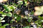 Een kleine chipmunk (wangzakeekhoorn) bij de Beaver Pond in Manning Provincial Park