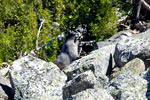 Een Grijze marmot langs het wandelpad naar Eva en Miller Lake in Mount Revelstoke NP