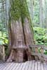 Een Giant Cedar naast het wandelpad in Mount Revelstoke NP in Canada