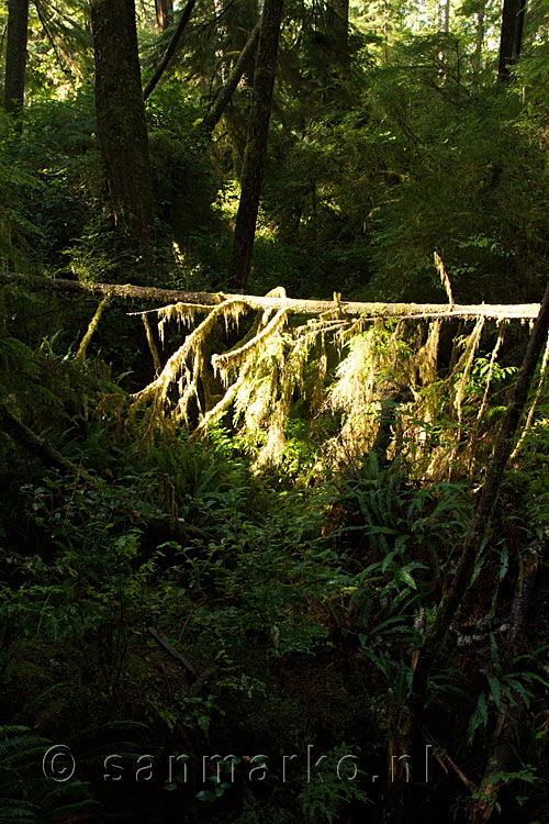 Door omvallende Giant Cedars komt licht in het regenwoud in Pacific Rim NP