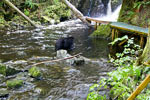 Een grote zwarte beer vlak bij het wandelpad in de Thornton Creek