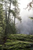 Mist boven de Elk River in Elk Falls Provincial Park op Vancouver Island