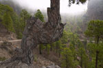 Rare boom op Gran Canaria - Wandelen bij Cruz Grande door Parque National de Pilancones - Gran Canaria - Canarische Eilanden - Spanje