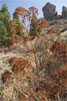 Verdorde planten op Gran Canaria - Wandelen bij Roque Nublo - Gran Canaria - Canarische Eilanden - Spanje