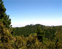 Tenerife is net te zien tijdens deze wandeling op La Gomera - Wandelen naar Alto de Garajonay - La Gomera - Canarische Eilanden - Spanje
