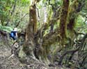 Mos op de bomen in het Laurisilva bos op La Gomera - Wandelen van Hermigua naar El Cedro - La Gomera - Canarische Eilanden - Spanje