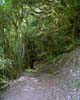 Het wandelpad door het Laurisilva bos van La Gomera - Wandelen van Hermigua naar El Cedro - La Gomera - Canarische Eilanden - Spanje