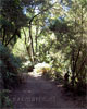 Het wandelpad bij Las Creces op La Gomera - Wandelen bij Las Creces - La Gomera - Canarische Eilanden - Spanje