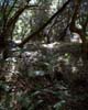 Laurisilva op La Gomera - Wandelen bij Las Creces - La Gomera - Canarische Eilanden - Spanje