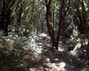 Zonlicht breekt door het bladerdak van de laurisilva op La Gomera - Wandelen bij Las Creces - La Gomera - Canarische Eilanden - Spanje