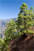 Canarische dennenbomen op La Palma - La Cumbrecita - Caldera de Taburiente - La Palma