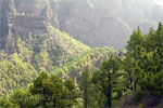 Een blik op La Cumbrecita op La Palma - La Cumbrecita - Caldera de Taburiente - La Palma