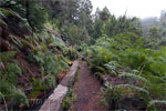 Wandelen door de varens - Wandelen van Casa del Monte naar Los Tilos - La Palma