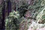 Nacientes de Marcos en de regentunnel - Wandelen van Casa del Monte naar Los Tilos - La Palma