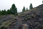 De Ruta de los Volcanes op La Palma - Wandelen over het noordelijk deel van de Ruta de los Volcanes - La Palma