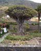 Drakenboom op Tenerife in Icod de Los Vinos - Wandelen op Tenerife - Canarische Eilanden - Spanje