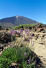 Vanaf het wandelpad El Teide met een soort lavendel op de voorgrond in Las Cañadas op Tenerife