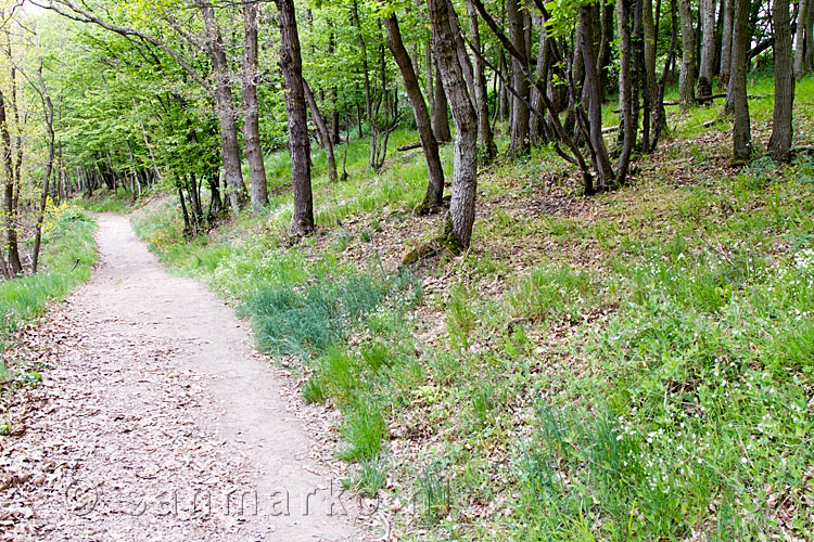 Door de schitterende bossen het wandelpad richting de Eltzbach in de Moezel