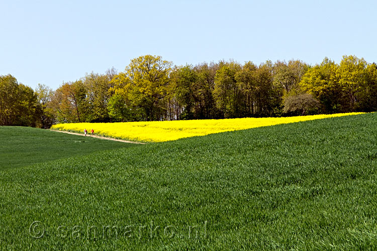 Het contrast tussen groen en geel in de natuur van de Moezel bij Wierschem