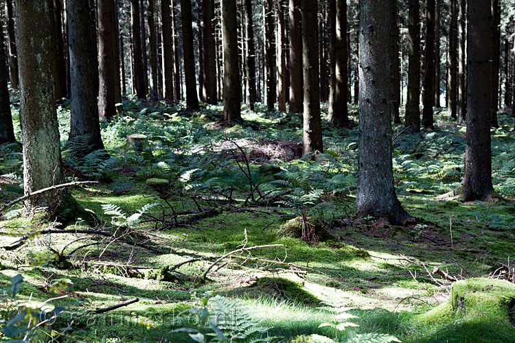 Een bijzonder mooi bos langs het wandelpad van de Jahrhundertweg Monschau