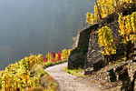 Langs de wijnvelden in herfst kleuren wandelen over de Rotweinwander weg bij Altenahr