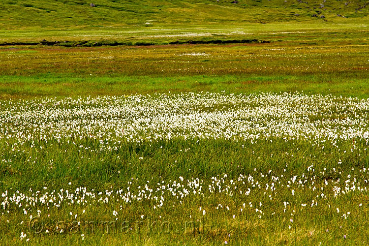 In het midden van het dal grote velde veenpluis in Kaldbaksdalur op IJsland