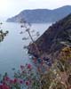 Agave in Cinque Terre in Toscane - Wandelen in Cinque Terre - de Bloemenrivièra - Toscane - Italië