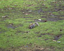 Eekhoorntje in St James's Park - Buckingham Palace - Londen - Engeland - UK