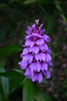 Orchidee tijdens deze wandeling op Madeira - Wandelen bij Bica da Cana - Madeira - Portugal