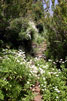 Bloemetjes onderweg bij Bica da Cana - Wandelen bij Bica da Cana - Madeira - Portugal