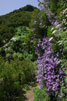Pericallis langs het wandelpad bij Bica da Cana - Wandelen bij Bica da Cana - Madeira - Portugal