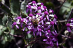 Een bij op de Pericallis op Madeira - Wandelen bij Bica da Cana - Madeira - Portugal
