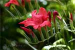 Freesia puzzle - Madeira