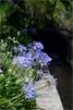Afrikaanse lelie (Agapanthus) langs de levada - Wandelen bij Folhadal, Levada do Norte en Levada das Rabaças - Madeira - Portugal