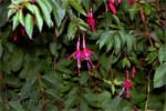 Fuchsias op Madeira - Wandelen bij Folhadal, Levada do Norte en Levada das Rabaças - Madeira - Portugal