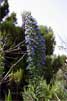 Trots van Madeira (Echium candicans) - Wandelen bij Folhadal, Levada do Norte en Levada das Rabaças - Madeira - Portugal
