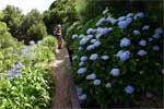 Hortensias tijdens de wandeling langs de levada - Wandelen bij Folhadal, Levada do Norte en Levada das Rabaças - Madeira - Portugal
