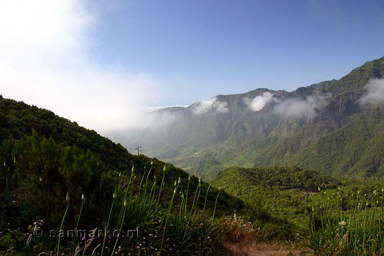 Agapanthussen in de knop bij Boca da Encumeada pas - Het eiland - Wandelen op Madeira - Portugal