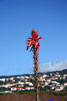 Een bloeiende Aloë op het vliegveld van Funchal op Madeira
