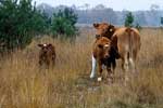 Koe met jongen lopen los in de open velden van Kampina