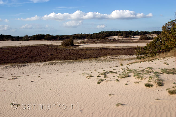 Heide in de Loonse en Drunense duinen in Noord-Brabant