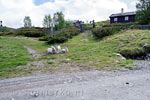 Aan het begin van de wandeling door Rondane drie schapen op de weg